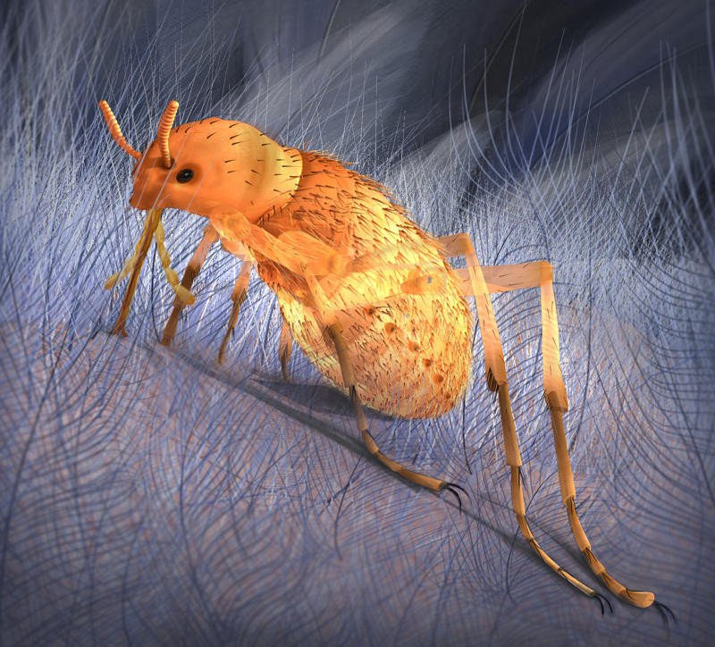 This ancient "flea-like" insect, Pseudopulex jurassicus, lived 165 million years ago. It used a long proboscis to feed on the blood of dinosaurs, with a bite that would have been unusually painful. Credit: Illustration by Wang Cheng, courtesy of Oregon State University