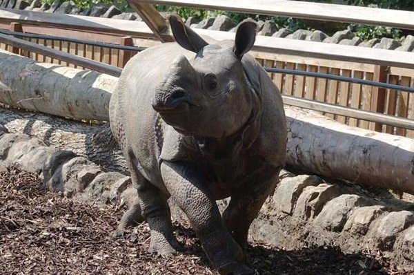 A rhinoceros at the Edinburgh Zoo in Scotland had to be rescued by firefighters when he became stuck in his enclosure's tire swing. Photo courtesy of the Edinburgh Zoo