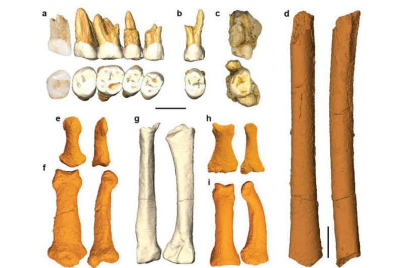 Among the fossils unearthed in the Philippine cave were several teeth, a thigh bone, and a few hand and foot bones. Image courtesy of France's National Museum of Natural History