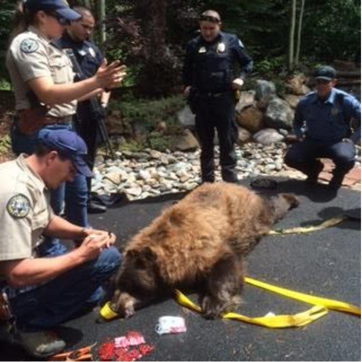 Police help remove 300-pound bear from under homeowner's deck