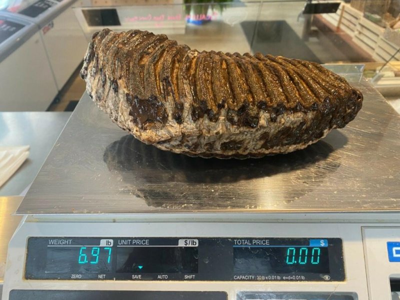A group of New Hampshire-based fishermen called the New England Fishmongers pulled up a woolly mammoth tooth while fishing for scallops off the coast of Massachusetts. <a href="https://www.ebay.com/itm/203858685430?mkevt=1&amp;mkcid=16&amp;mkrid=711-127632-2357-0">Photo courtesy of&nbsp;newenglandfishmongers/eBay</a>