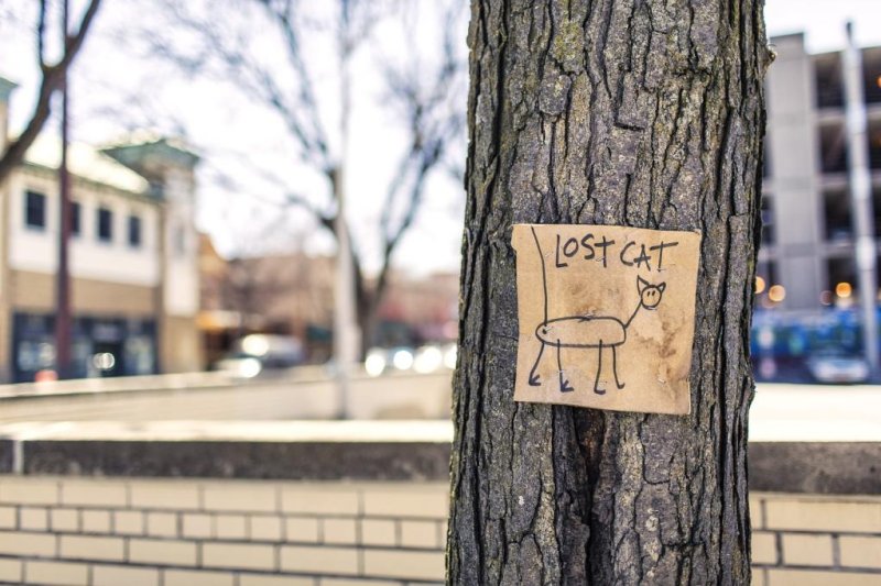 A cat that went missing from&nbsp;Denise Cilley's Chesterville, Maine, home in 2015 turned up seven years later when she was brought to a veterinarian in Longwood, Fla. <a href="https://pixabay.com/photos/lost-cat-tree-sign-funny-art-977454/">Photo by&nbsp;guapita50/Pixabay.com</a>