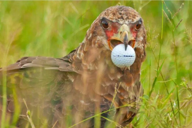 Lodge manager and photographic guide Rihann Van Wyk of the Mvuradona Safari Lodge was out on a game drive in the Kruger National Park in South Africa when he came a bateleur eagle trying to eat a golf ball. Photo by Rihann Van Wyk