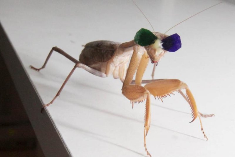 When mantises wore 3D glasses, they struck at 3D images of bugs that appeared be walking in front of them. Photo by Newcastle University