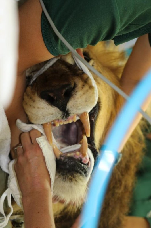 Mandela, the Perth Zoo's 13-year-old lion, undergoes a tooth extraction. Photo courtesy of the Perth Zoo