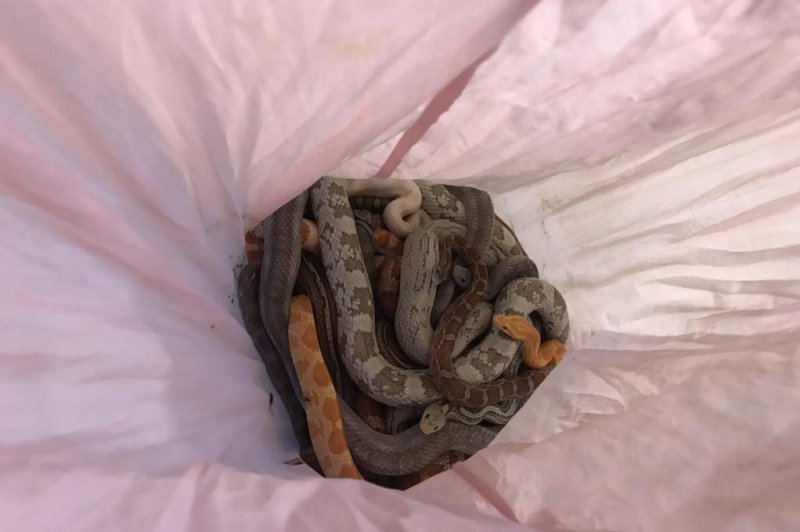 Animal rescuers investigating after 29 snakes found in pillow cases