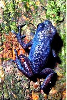 Tulane students are studying evolutionary changes of poison dart frogs, such as this blue morph of the strawberry poison frog from the Aguacate peninsula of Panama. Credit: Deyvis Gonzalez