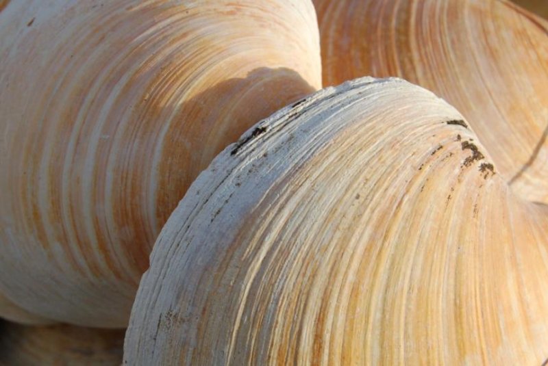 Quahog clam offers 1,000-year history of oceanic climate change