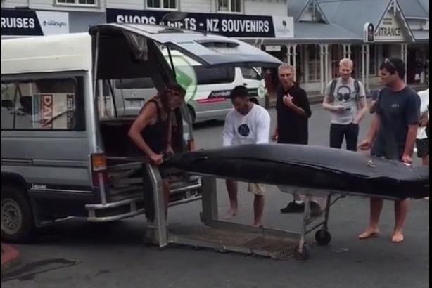 A group of fishermen load a massive blue marlin into the back of a minivan. Screenshot: Storyful