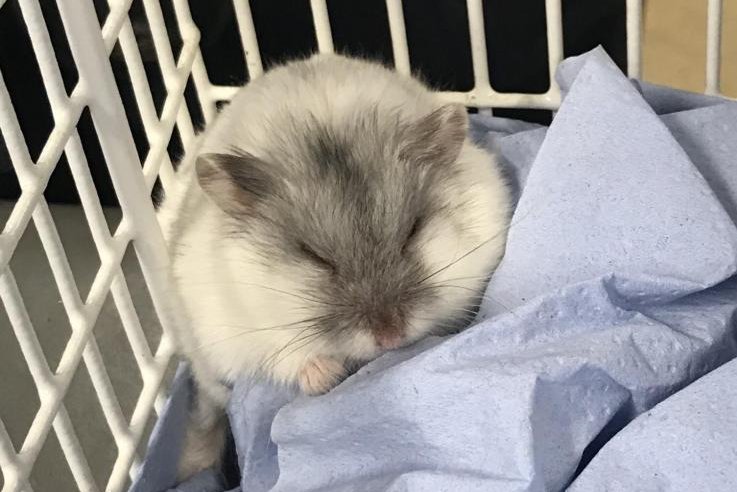 Animal rescuers in Wales are trying to find the owner of a hamster rescued from the mouth of a cat that dragged the rodent home. Photo courtesy of the RSPCA