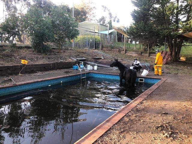 Emergency responders in Victoria, Australia, were summoned to a Cottles Creek home to rescue a horse named Shiraz that had ended up stranded in a neighbor's backyard swimming pool. Photo courtesy of the Country Fire Authority