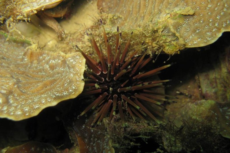 Scientists were surprised to find smaller species -- like the urchin species Echinometra viridis -- account for a significant amount of grazing activity on degraded coral reefs in the Caribbean. Photo by J. Ruvalcaba/STRI