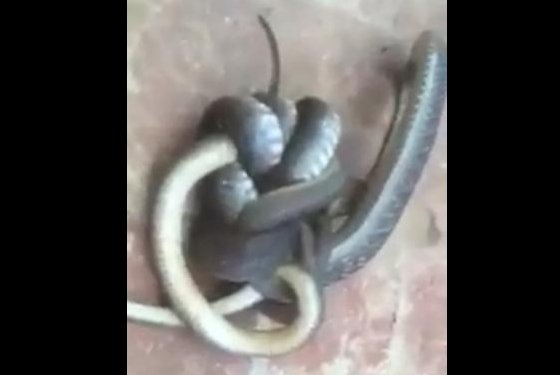 Venomous brown snake 'acting bizarre' found to be eating second snake