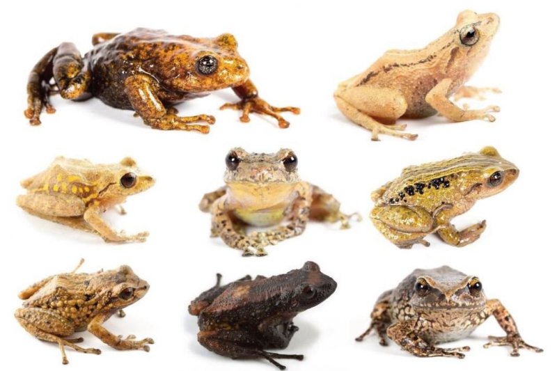 Biologists discover 11 new rain frog species in the Andes
