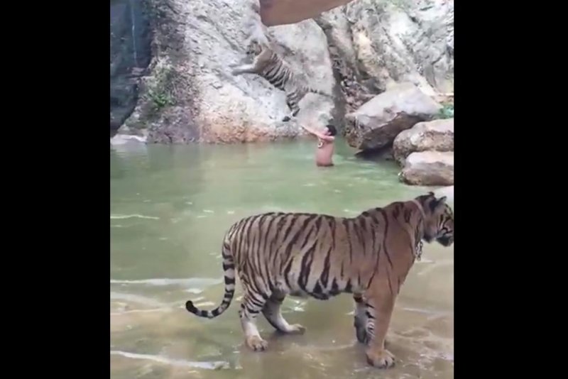 Tiger makes a splash with belly flop at Thailand's Tiger Temple