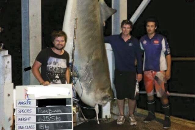 This 1,379-pound tiger shark might qualify for a world record after being caught with 33-pound line off the coast of Swansea, New South Wales. Offshore Fishing NSW/Facebook