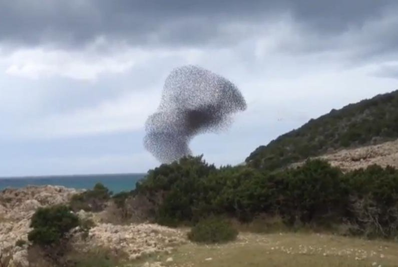 Starlings flock together in cloud-like formation over Crimea