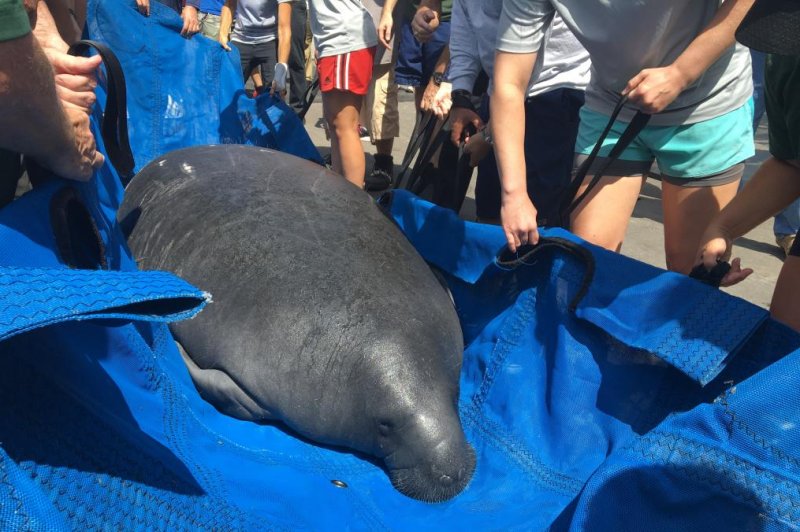 Record number of Florida manatees died in 2021