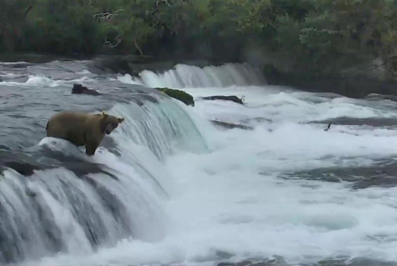 A mother bear searches for fish while her cub prepares to go over the waterfall. Screenshot: Explore.org/Facebook