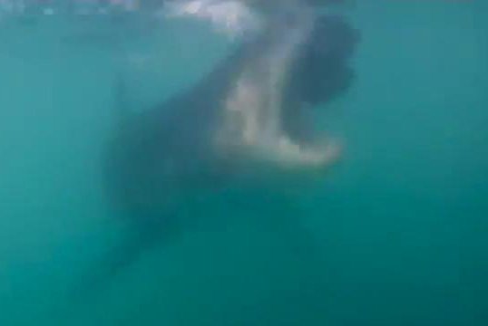 A great white shark grabs bait placed by cage divers in South Africa. AussieBlondeAbroad/YouTube video screenshot
