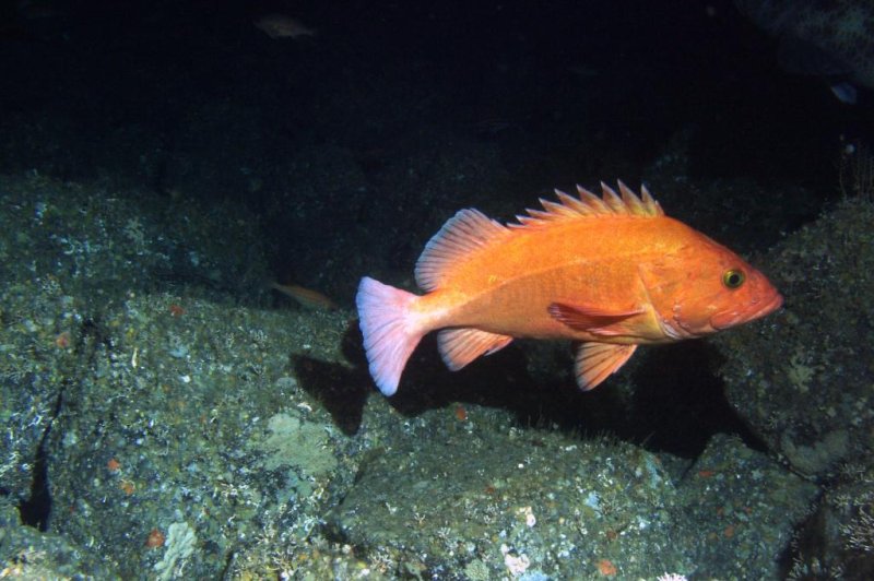 A large, old yelloweye rockfish hangs out along the ocean floor. Some rockfish can life to be upwards of 200 years old. Photo by Victoria O'Connell/University of Washington