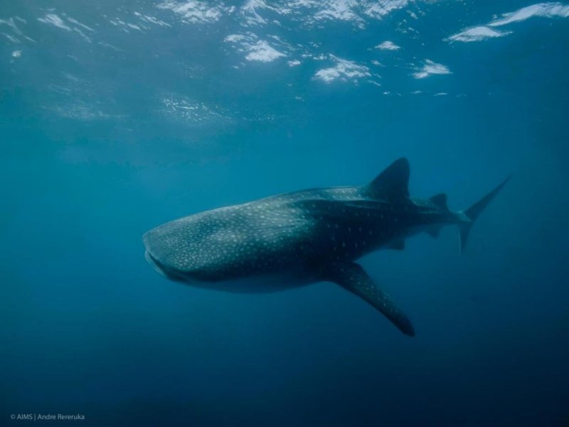 Whale sharks are the world's biggest fish species, and a decade-long survey of the animals shows that the biggest whale sharks are female. Photo by Andre Rereuka/Australian Institute of Marine Science