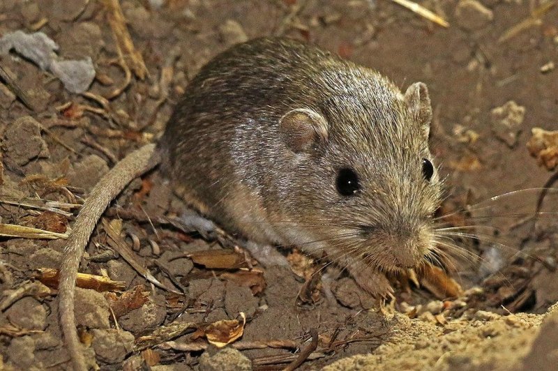 The San Diego Zoo said a Pacific pocket mouse born at the facility more than 9 years ago is now believed to be the oldest living mouse in captivity. Photo by the U.S. Fish and Wildlife Service/Wikimedia Commons