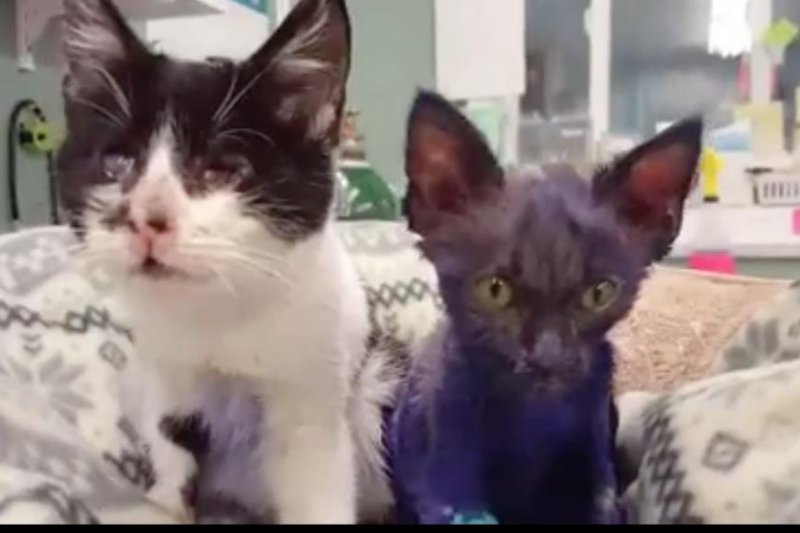 Bluish-purple dyed "Smurf kitten" recovering from dog bites