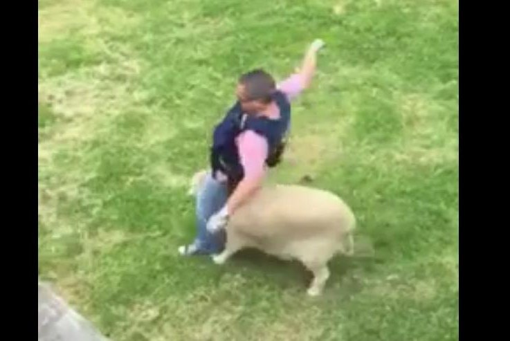 A New Zealand police officer is knocked off balance by a rampaging sheep. Screenshot: Waitemata Police/Facebook