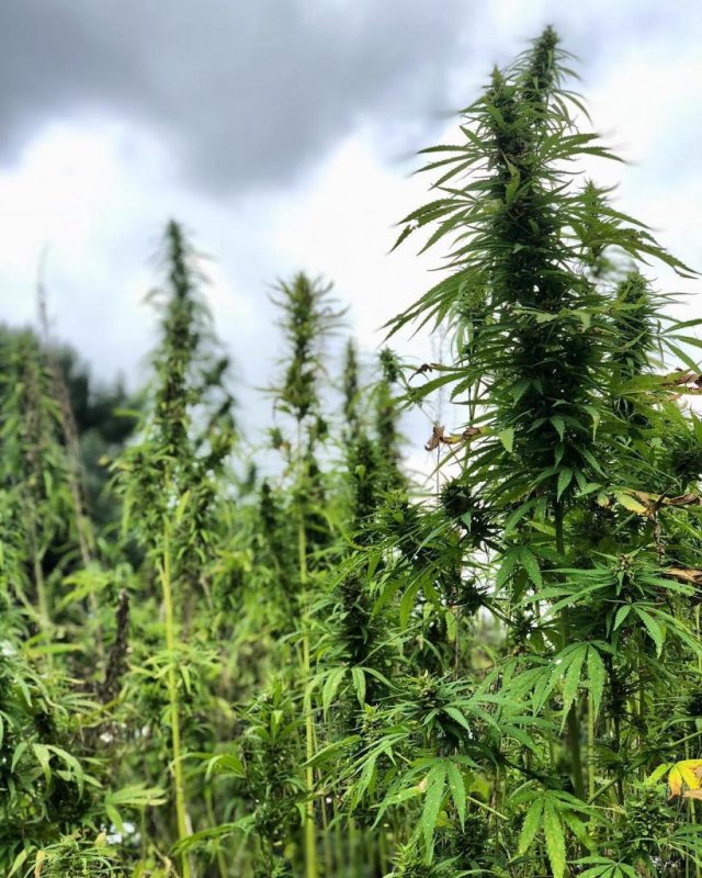 Hemp growth is skyrocketing in Kentucky, where more than 1,000 farmers have applied to plant it in 2019. Photo courtesy of Kentucky Hempsters
