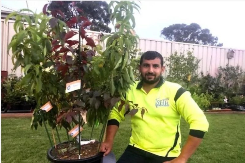 Australia gardener's tree grows five different species of fruit