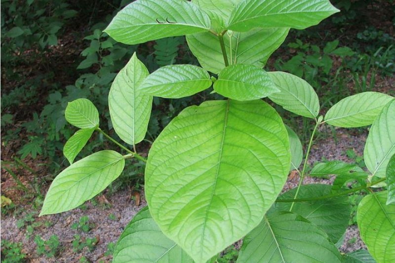 Mitragyna speciosa, which is commonly known as kratom, is a plant that used in dietary supplements. On Thursday, U.S. Food and Drug Administration has voluntary destruction and recall of a large volume of supplements that contain addictive opioid. Photo by Uomo vitruviano/Wikimedia Commons