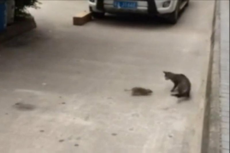Cat flees rodent of unusual size in Chinese city