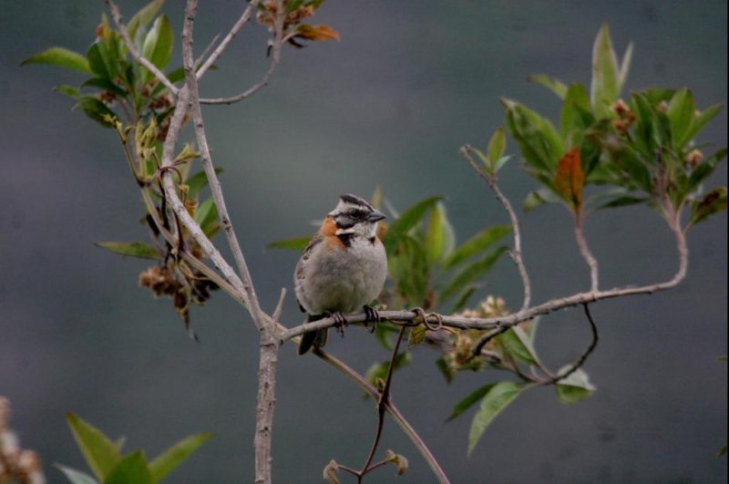 Northern birds live fast, molt quickly, die young, researchers say