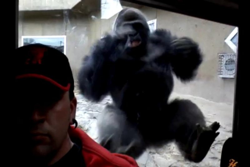 A gorilla at the Henry Doorly Zoo in Omaha, Neb., crashes into the glass wall of his enclosure behind a zoo visitor. Screenshot: Newsflare
