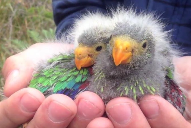 Australia has upgraded the threat level for Tasmanian swift parrots, which are facing severe predation from invasive sugar gliders. Photo by ANU/Stojanovic