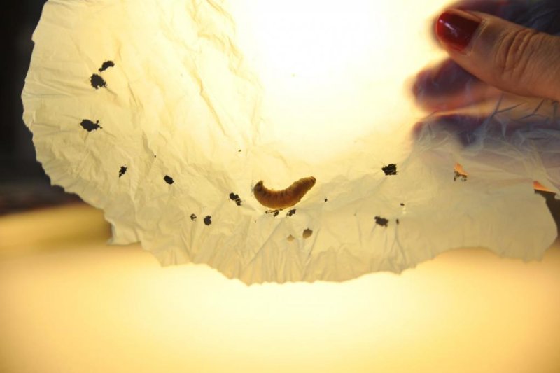 Scientists find commercial caterpillar capable of eating, processing plastic