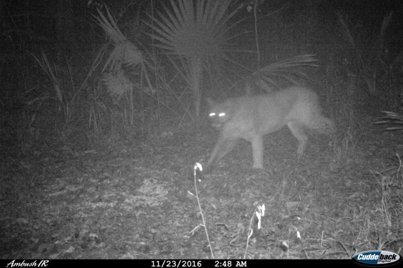 Louisiana wildlife officials confirmed this photo shows Louisiana's first confirmed cougar since 2011. Photo courtesy of the Louisiana Department of Wildlife and Fisheries