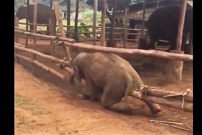 A sneaky baby elephant tries to escape through a fence in Thailand. Screenshot: Storyful