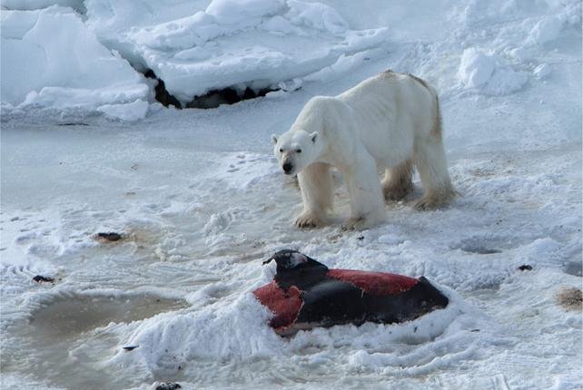 Researchers observe polar bears eating dolphins, freezing leftovers