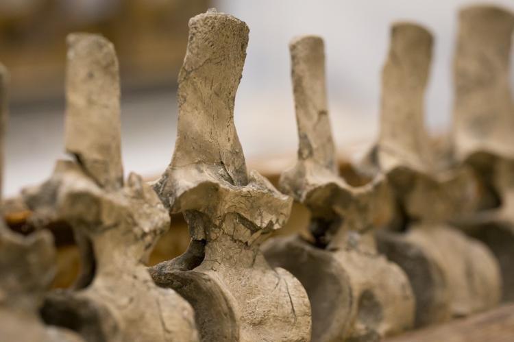 The bones of the newly discovered plesiosaur have been donated to Oxford University's Museum of Natural History. Photo by OUMNH