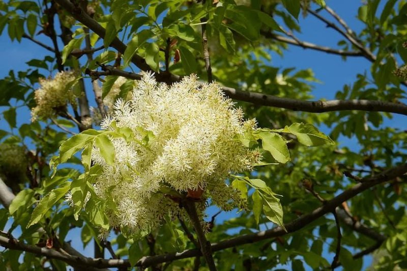 Ash trees put out flowers before leaves. Photo by Pikist/CC