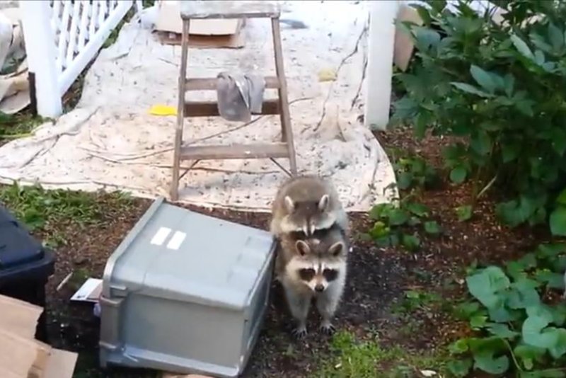 A pair of raccoons take time out from stealing painting supplies for a quick rendezvous. Newsflare video screenshot