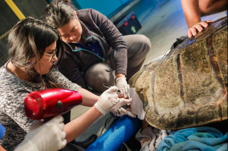 The Birch Aquarium in California teamed up with the UC San Diego Library’s Digital Media Lab to 3D print a brace for an injured loggerhead sea turtle. Photo courtesy of the Birch Aquarium