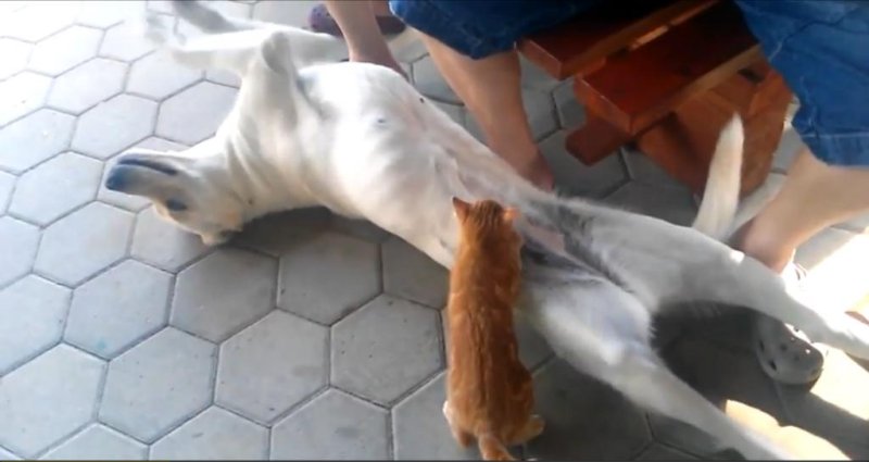 A Slovenian dog patiently nurses a hungry stray kitten. Storyful video screenshot