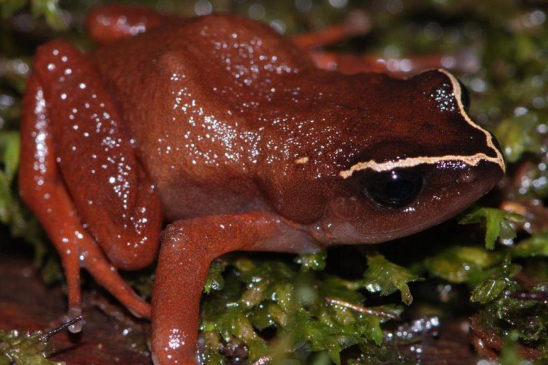 Cameroon's bright red Cardioglossa manengouba is now scarce where it was once abundant, due in part to deadly fungus, researchers found. Photo by Mark-Oliver Rodel
