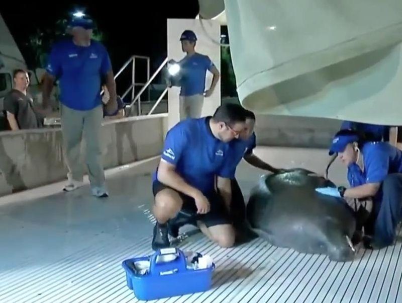 Manatee rescued from Florida storm drain