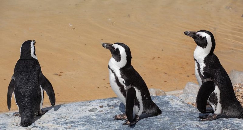 63 endangered African penguins killed by swarm of bees