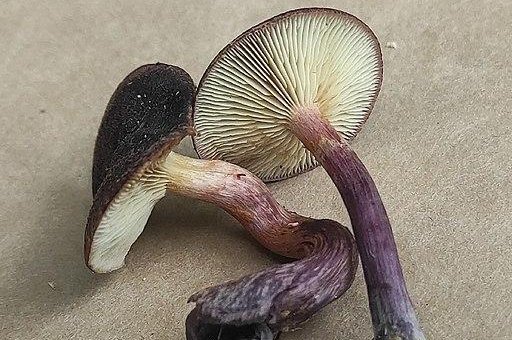 Psilocybin, a key ingredient in "magic mushrooms," may help control the symptoms of depression. Photo by Mycellenz/Wikimedia Commons