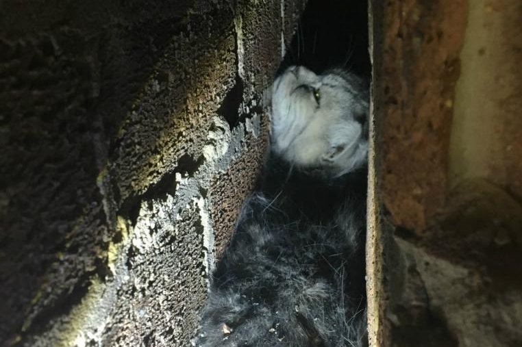 Cat rescued from tiny space between brick walls